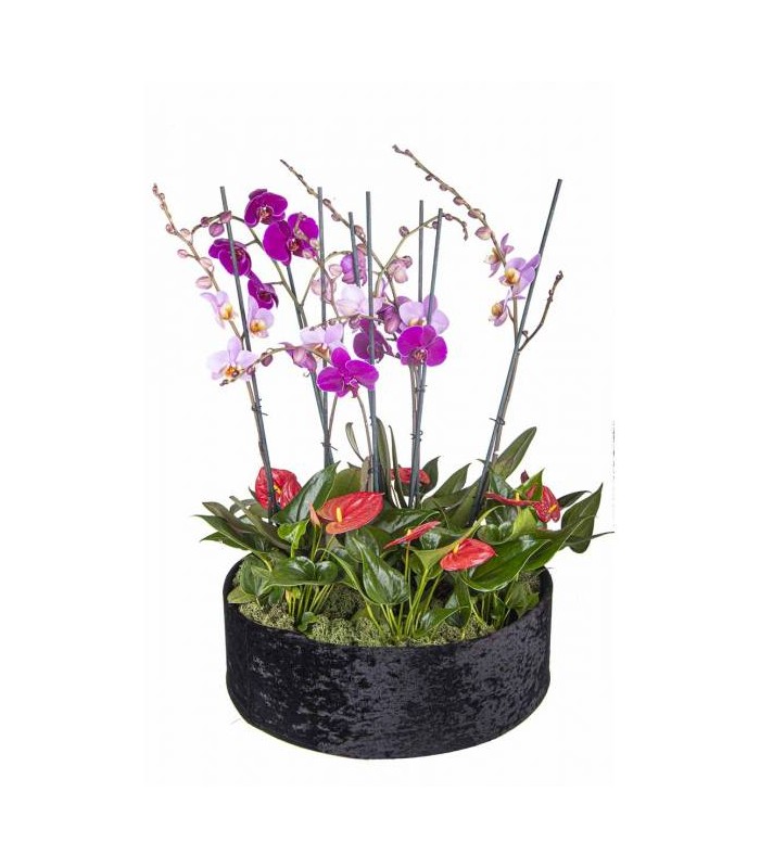 Coloso Tropical