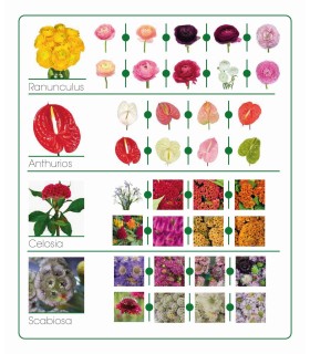 Catálogo de flores
