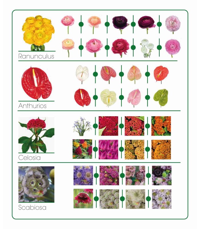 Catálogo de flores