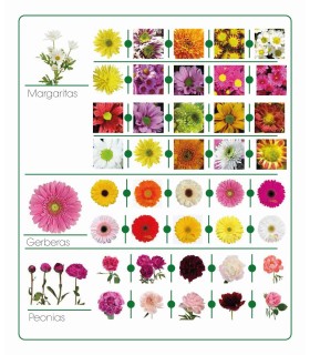 Catálogo de flores
