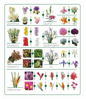 Catálogo de flores