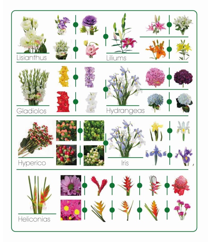 Catálogo de flores