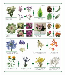 Catálogo de flores