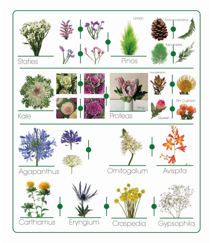 Catálogo de flores