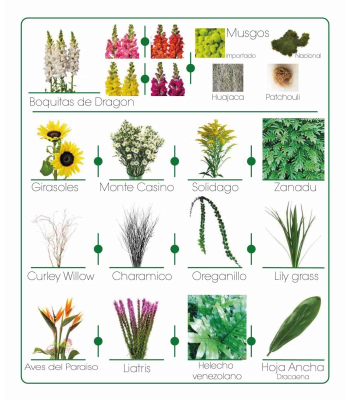 Catálogo de flores