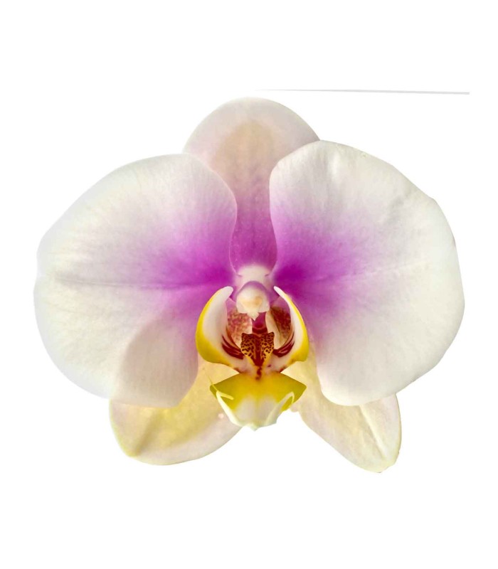 Orquidea una espiga