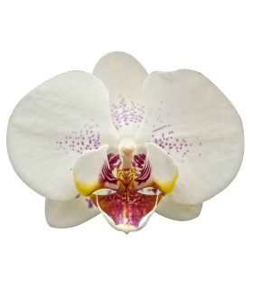 Orquidea una espiga