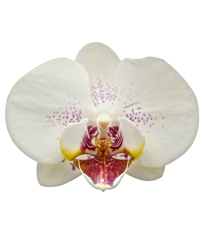 Orquidea una espiga
