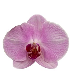 Orquidea una espiga
