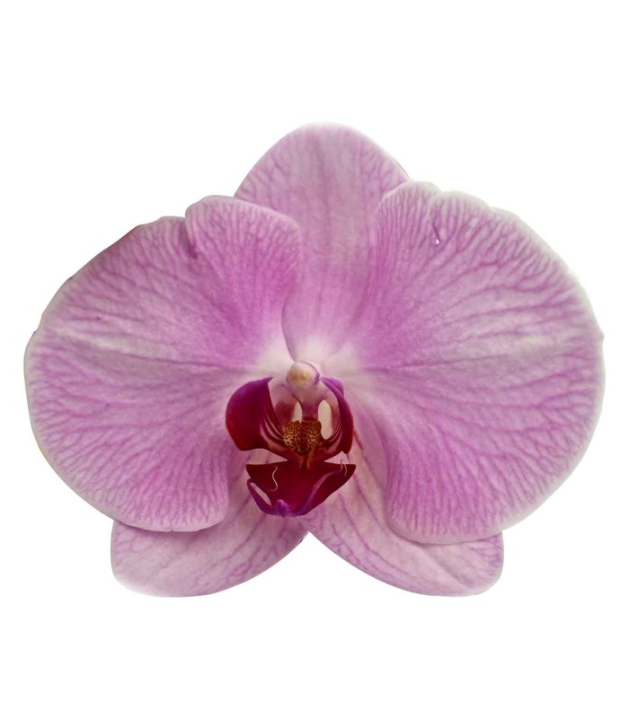 Orquidea una espiga