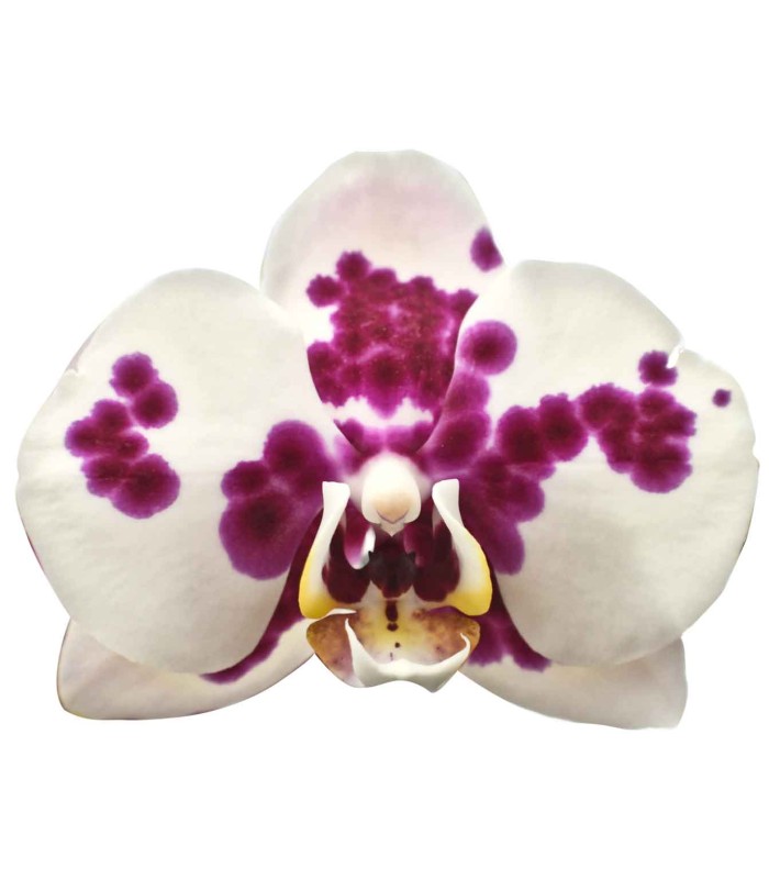Orquidea una espiga