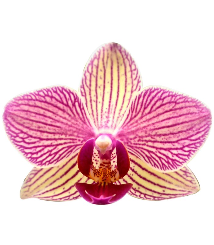Orquidea una espiga