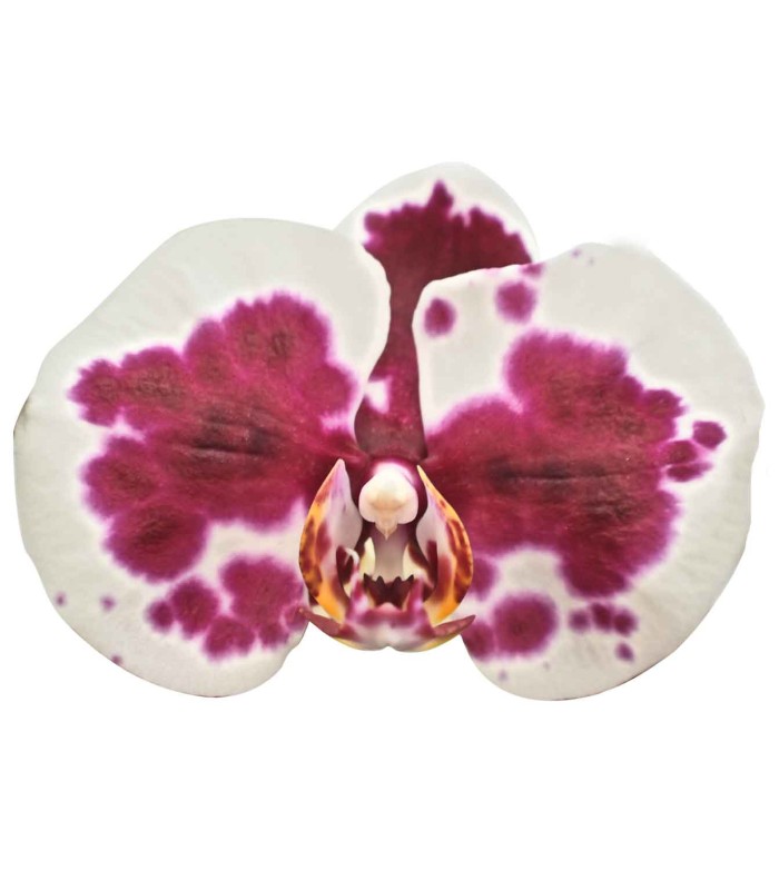 Orquidea una espiga