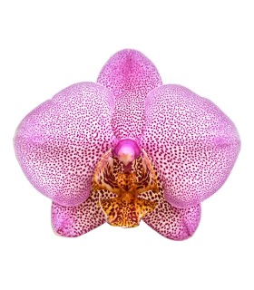 Orquidea una espiga