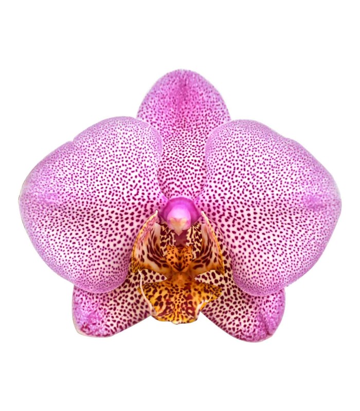 Orquidea una espiga