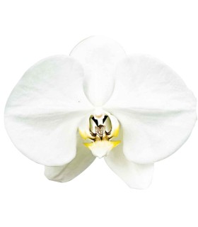 Orquidea una espiga