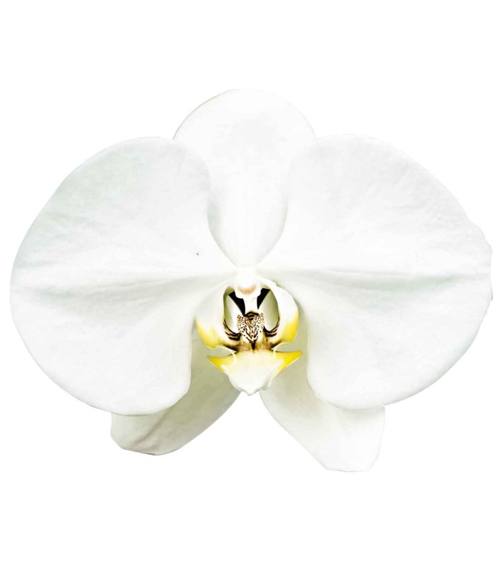 Orquidea una espiga