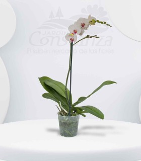 Orquidea una espiga