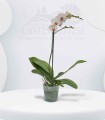 Orquidea una espiga