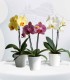 Combo de orquídeas Mix