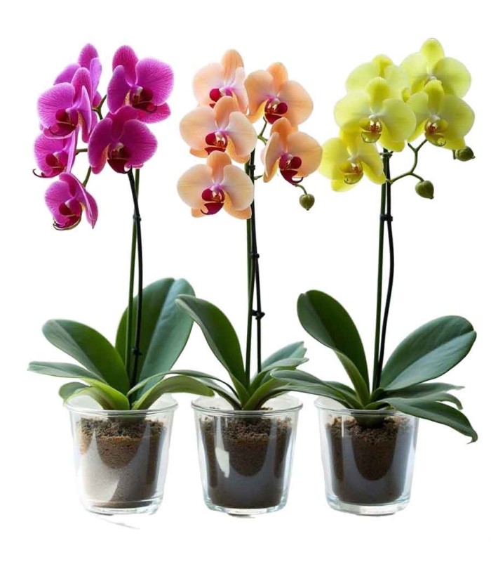 Combo orquídea de colores