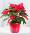 Poinsettia