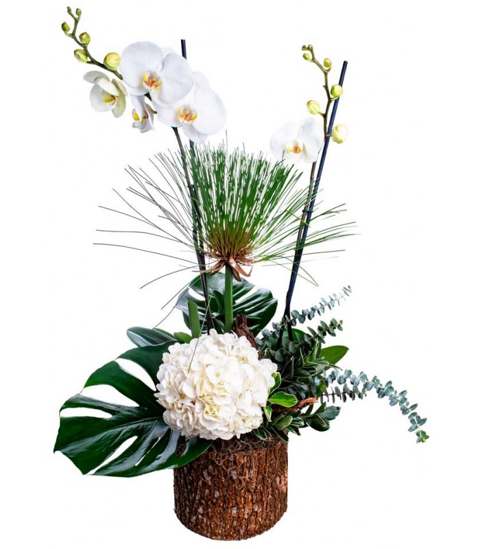 Orquídeas en tronco