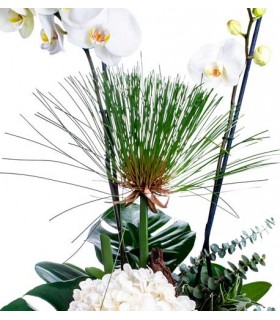 Orquídeas en tronco