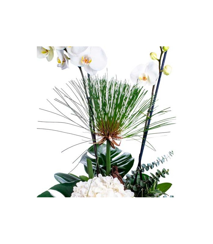 Orquídeas en tronco