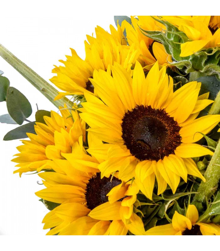 Sunny discover