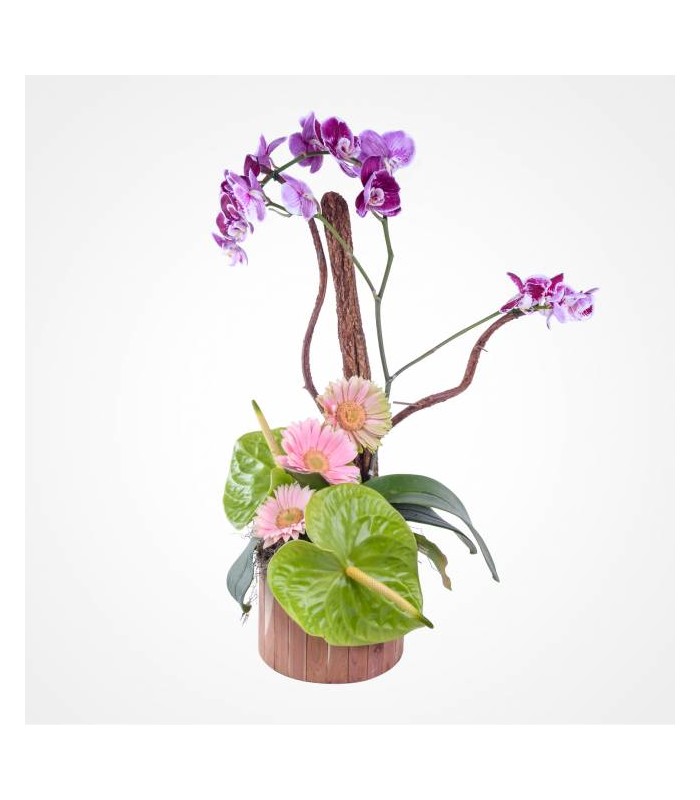 Flamenco - Orquídea