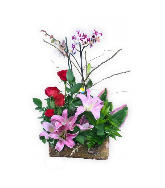 Lilium y Orquideas