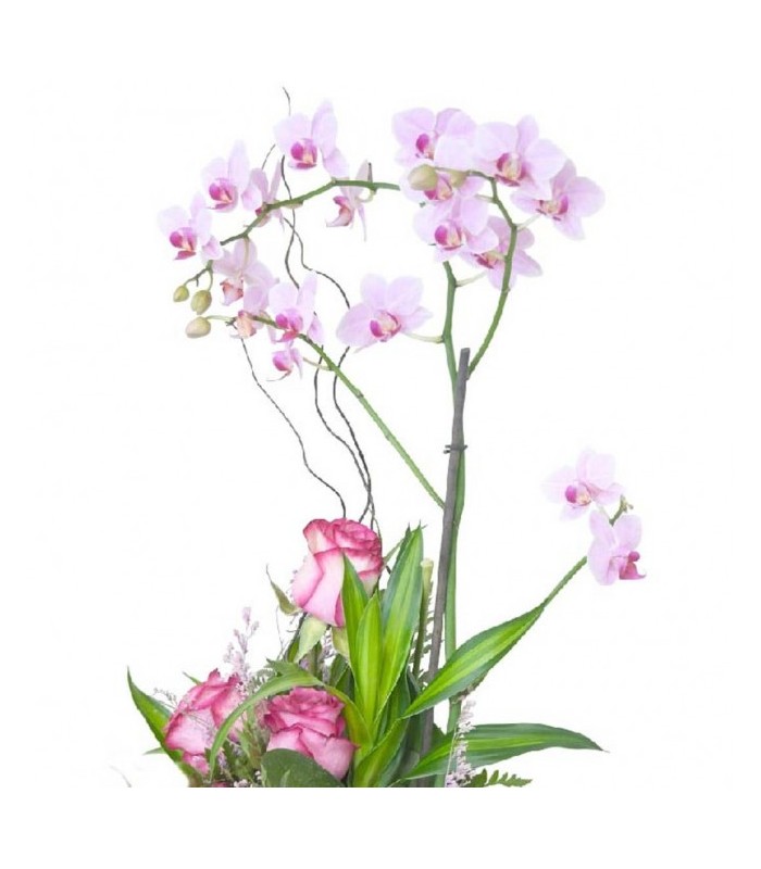 Pinky Garden