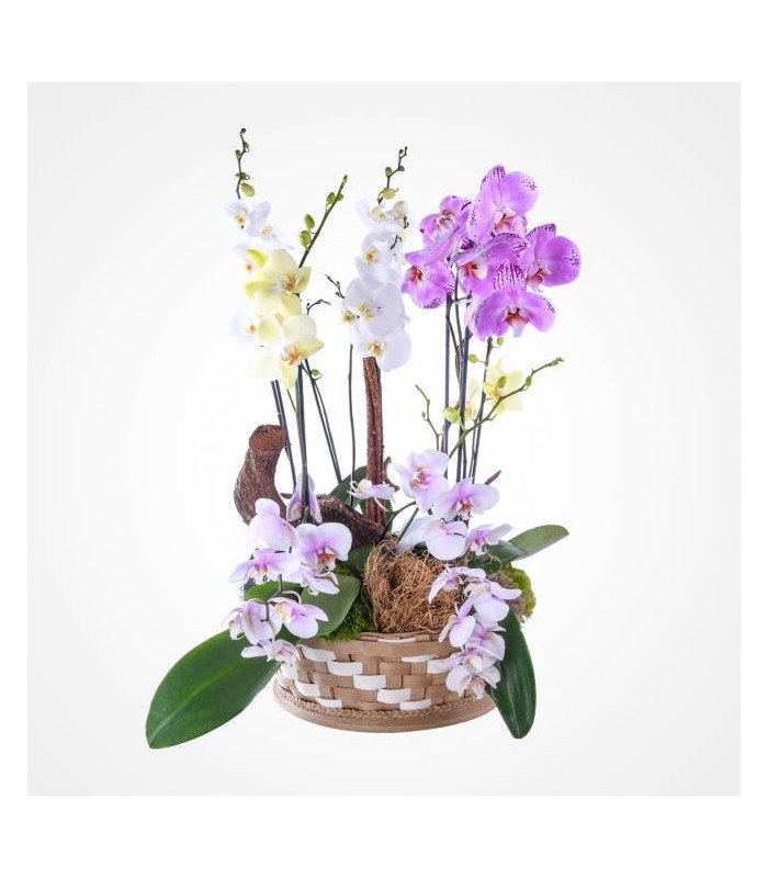 Orquídeas en canasta