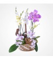 Orquídeas en canasta
