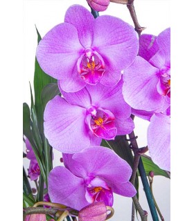 Orquídeas en canasta