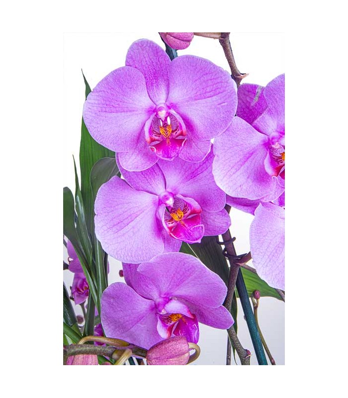 Orquídeas en canasta