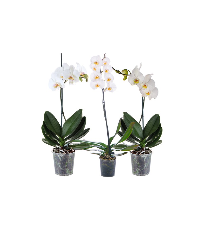 Combo orquídea blanca