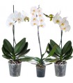 Combo orquídea blanca