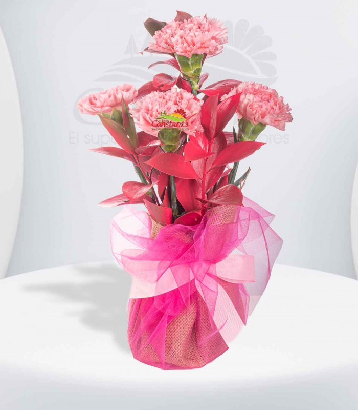 Claveles rosados