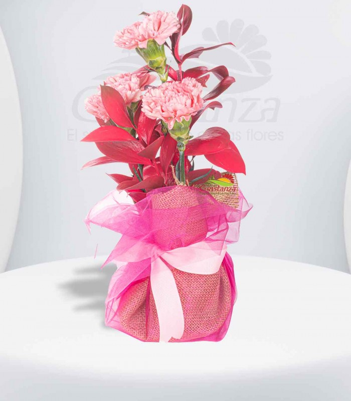 Claveles rosados