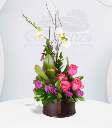 Orquídea Real