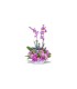 Exotix Berry