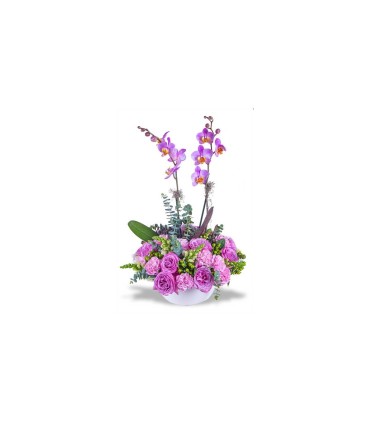 Exotix Berry