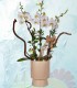orquidea1
