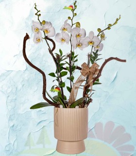 orquidea1