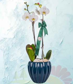 orquideas2