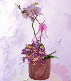 orquidea3