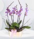 Orquídeas del Alma