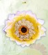 Crisantemos y girasoles